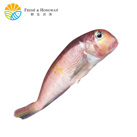 海捕红马头鱼 400-450g/份（三清）