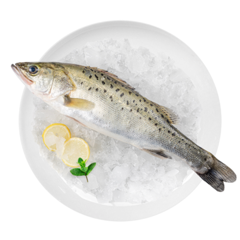 珠海鲜生洪湾海鲈鱼嫩滑鲜美 440±40g/份