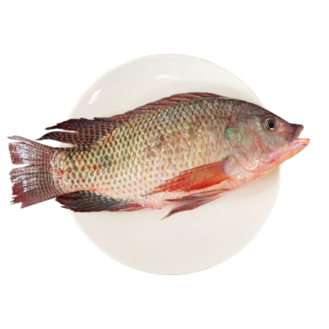 海捕罗非鱼 约450g/份（三清）