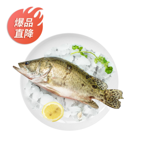 桂花鱼 400-500g/份（三清）